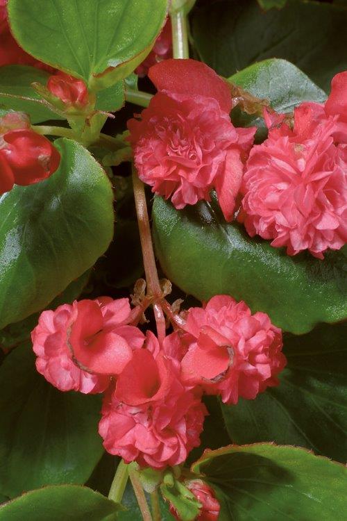 B. ‘Gum Drop Rose’